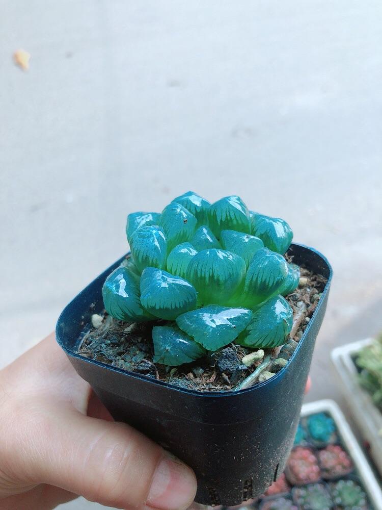 Chậu Kim Cương Hàng Đẹp Được Chọn Màu