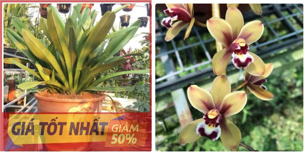 Hoa lan kiếm, CHẬU LAN KIẾM TIÊN VŨ chuẩn giống cam kết chất lượng