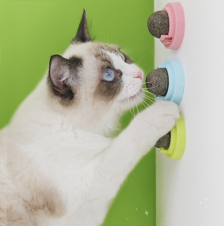 Cỏ mèo dán tường bạc hà Catnip đồ chơi cho mèo giúp mèo giảm stress tiêu búi lông