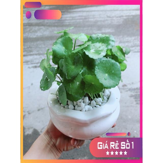 Chậu Cỏ Đồng Tiền