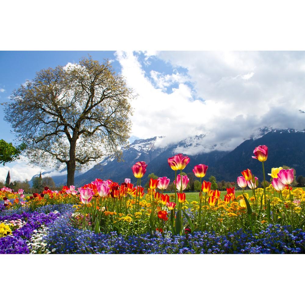 Tranh dán tường Vườn hoa tulip thơ mộng, tranh dán tường 3d hiện đại