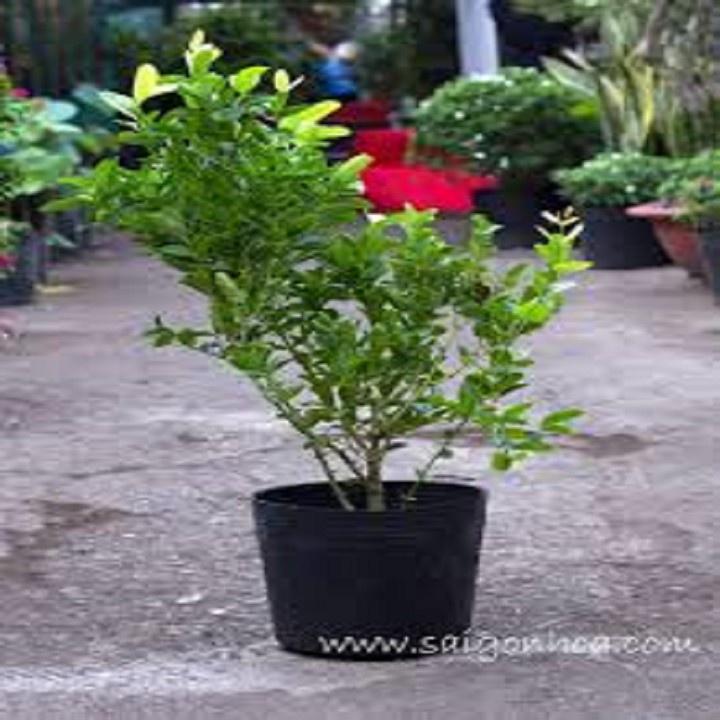 CÂY GIỐNG CÂY SIRO, CAM KẾT GIỐNG CHUẨN F1 - cbctkqsf1