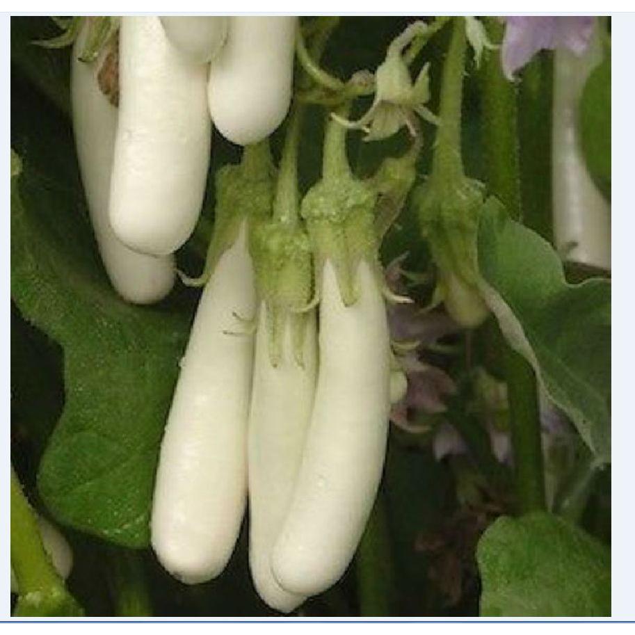Hạt Giống Cà Trắng Dài Lai -