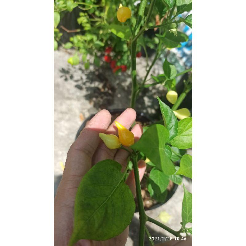 Hạt ớt yellow biquinho