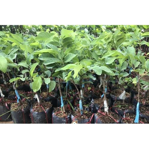 CÂY GIỐNG NA THÁI LAN SIÊU NGON, SIÊU KINH TẾ, CAM KẾT GIỐNG CHUẨN F1 - cgntsnsq