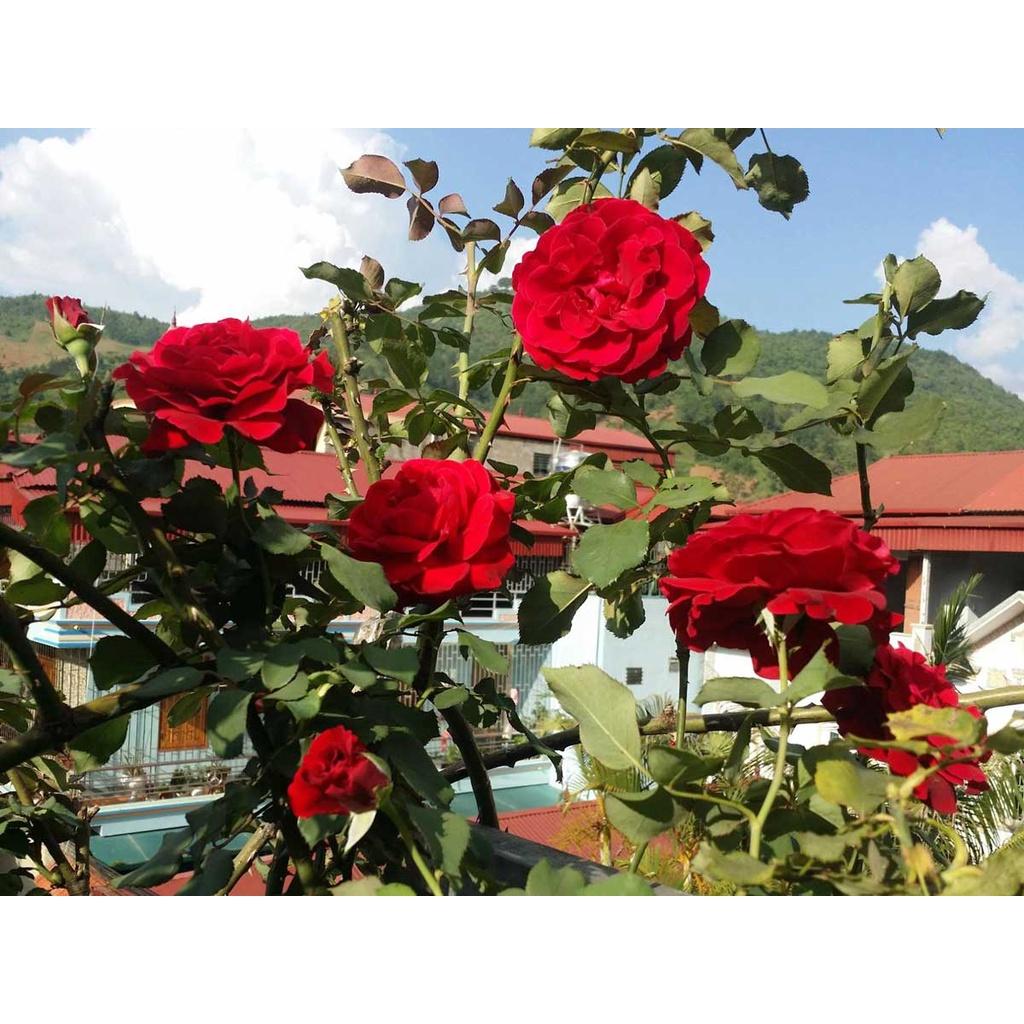 Hoa hồng leo đỏ nhung cổ Sơn La được nhiều người ưa chuộng - cây giống rễ trần