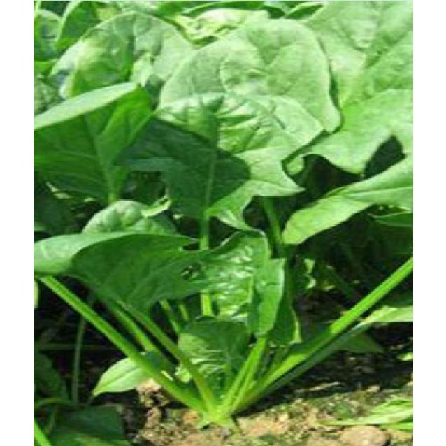 Hạt giống rau cải bó xôi chịu nhiệt F1 - 1 gói 10gram