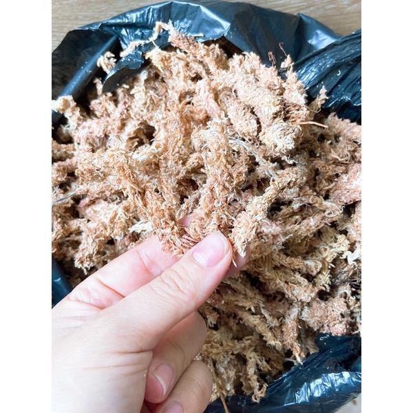 Dớn Chile trắng, Dớn con sâu, rêu trắng trồng lan, cây bắt mồi, tiểu cảnh nhập khẩu loại 1