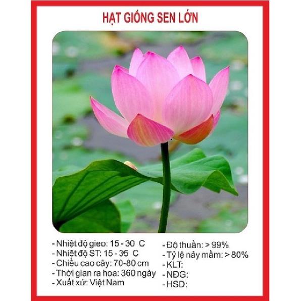 Combo 2 gói hạt giống hoa sen ta-gói 10 hạt/tặng kèm gói kích mầm