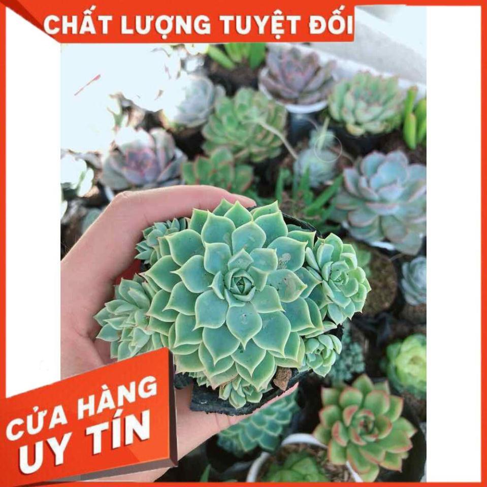 Combo 10 cây sen đá Nhiều Người Mua