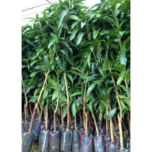 CÂY GIỐNG XOÀI TỨ QUÝ SIÊU QUẢ