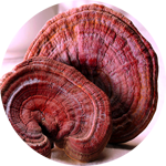 COMBO THUỐC TRỊ MỤN THÂM FRESH BANANA 7