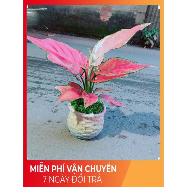Chậu Vạn Lộc Hồng