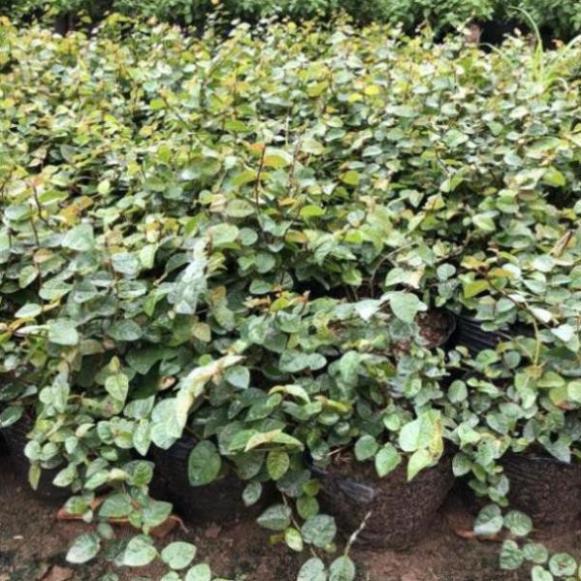 CÂY VẢY ỐC TRỒNG BỊCH ĐEN NHIỀU NGỌN SUM SUÊ DÀI 15-20CM CÂY SỐNG KHỎE THÍCH HỢP LÀM CÂY LEO BÁM