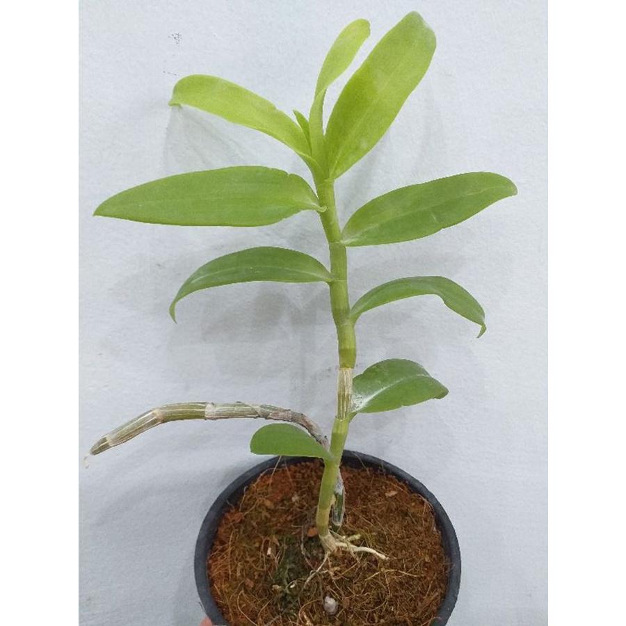 Phong lan - giả hạc hồng mỹ nhân