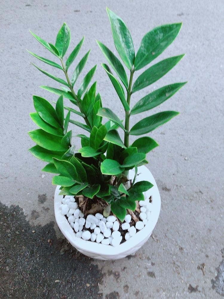 Chậu Cây Kim Tiền