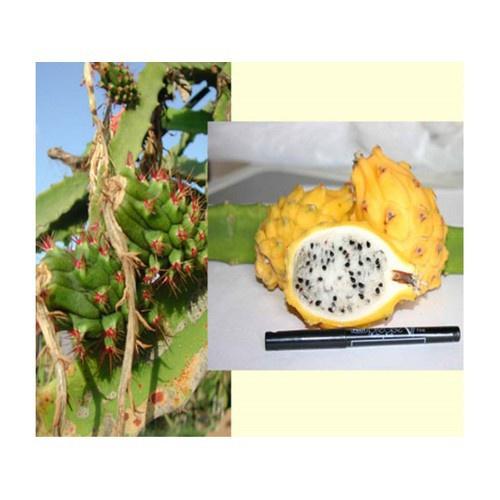 CÂY GIỐNG THANH LONG VỎ tổ yến VÀNG Ecuador