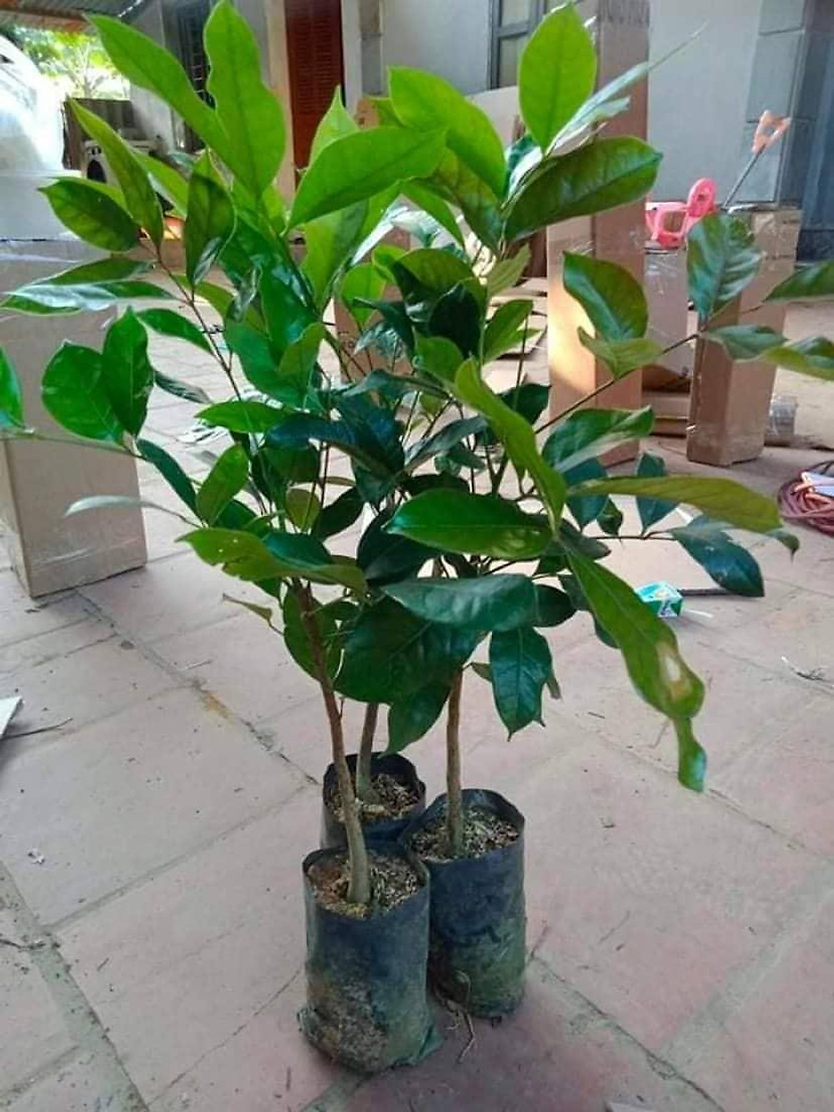 CÂY GIỐNG CHÔM CHÔM RUỘT VÀNG SIÊU SỚM