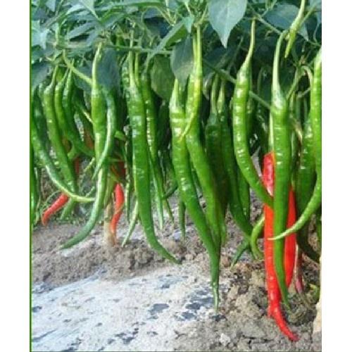 Hạt giống ớt siêu dài Hàn Quốc CT313 - Gói 30 hạt