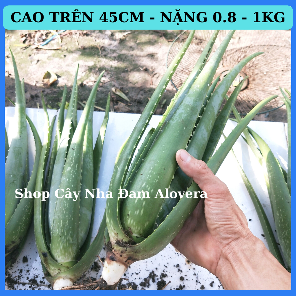 Cây Nha Đam Mỹ (cây trung Nặng 0.8 -1kg)