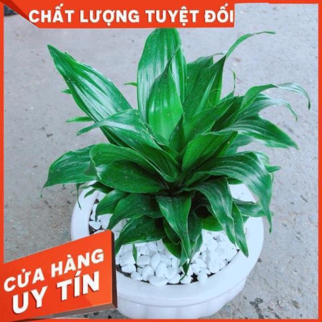 Chậu Phát Tài