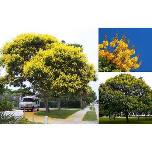 COMBO 3 BẦU CÂY GIỐNG CÂY HOA PHƯỢNG VÀNG SIÊU ĐẸP - CB3BCGHPVSD