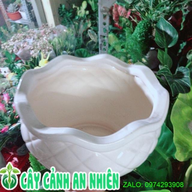 Chậu Trồng Cây Cao 13, ngang 22cm