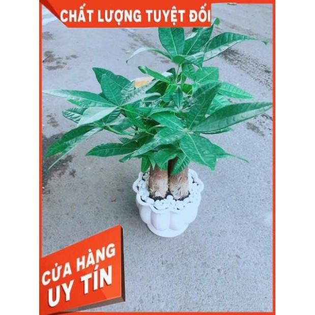 Chậu Kim Ngân 3 Thân Size Lớn