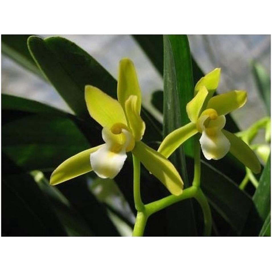 CHẬU LAN KIẾM XANH THÁI LAN , MẶT HOA ĐỘT BIẾN, BẢO HÀNH MẶT HOA THEO YÊU CẦU