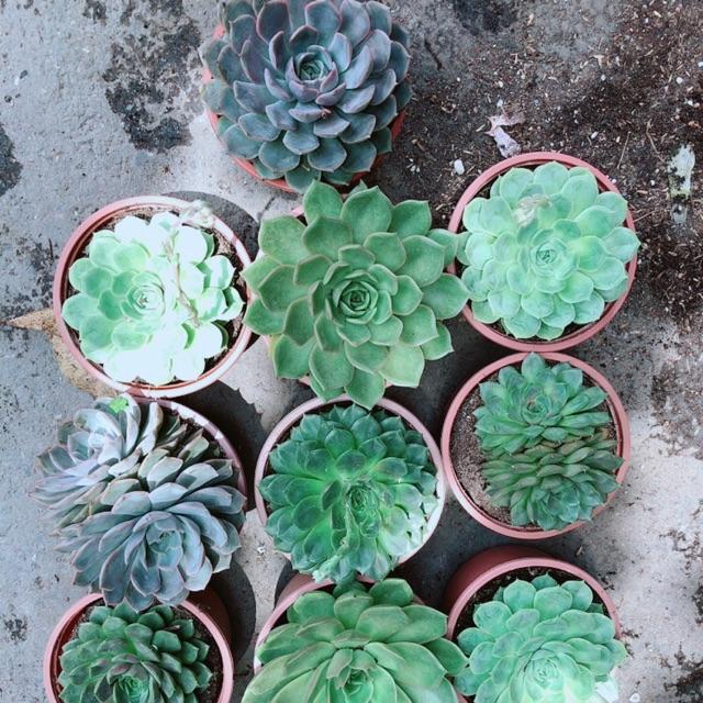 Sen Đá Size Đại