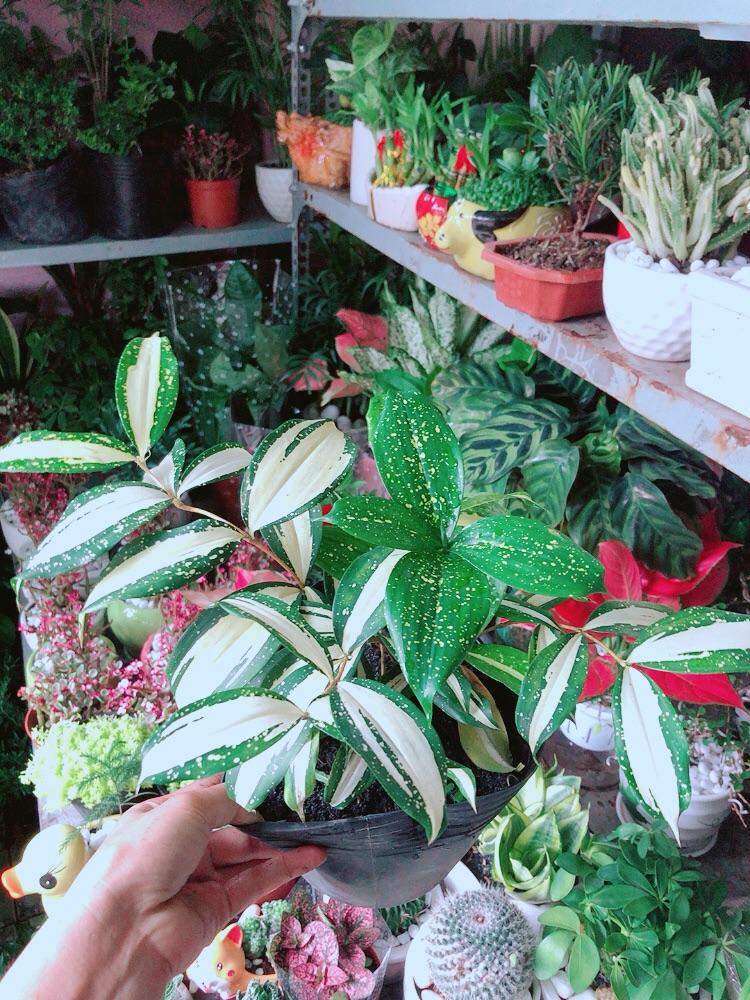 Trúc Nhật Nữ Hoàng