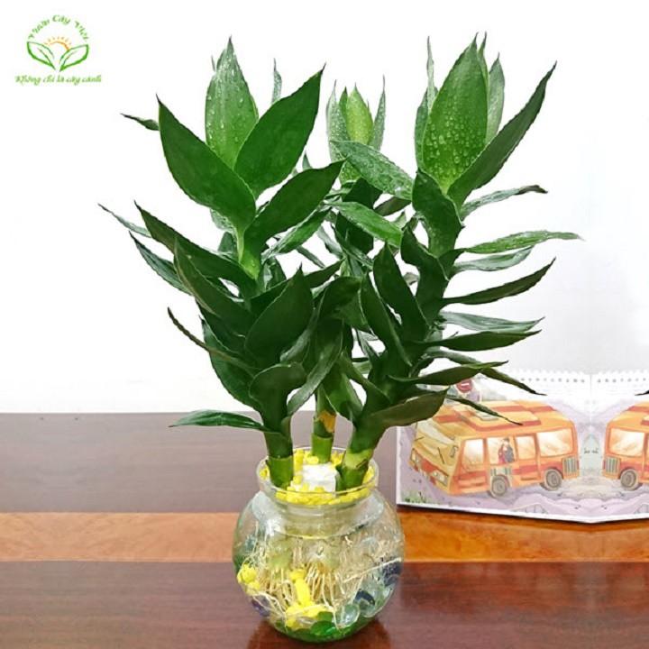 Cây phát lộc giống mới, cây đẹp, hàng gửi đi đảm bảo chất lượng cây, cam kết tỉlệ sống 100%