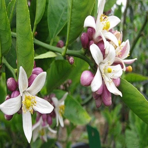 Cây CHANH TỨ QUÝ UY TÍN CHẤT LƯỢNG