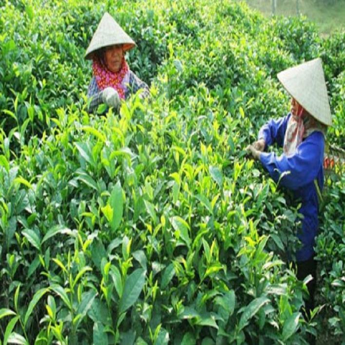 Combo 3 bầu cây giống cây trà xanh