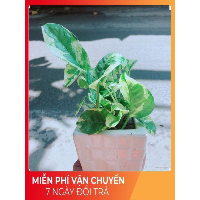 Chậu Trầu Bà Sữa