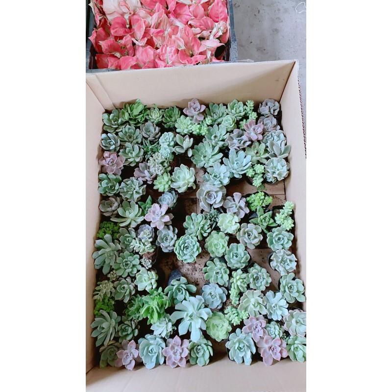 Chậu Sen Đá Nhỏ