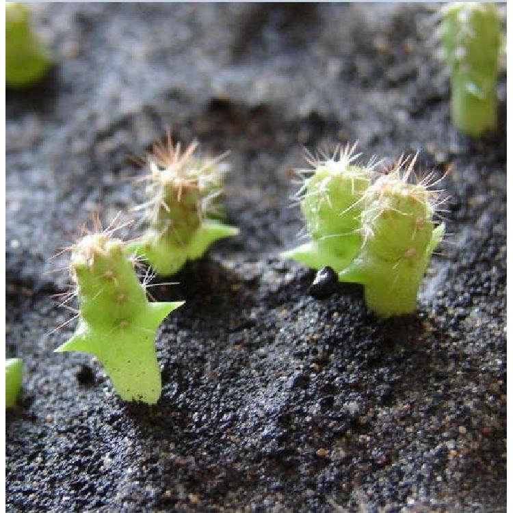 Hạt giống cây hoa xương rồng mix