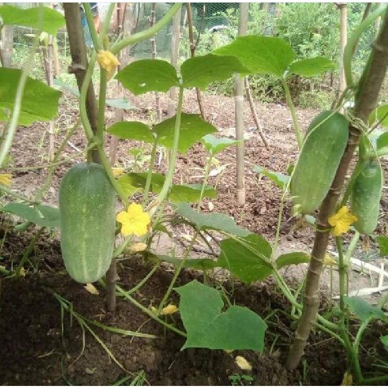 Hạt Giống Dưa Chuột Mèo Bản Địa KNS3 - Gói 100gram