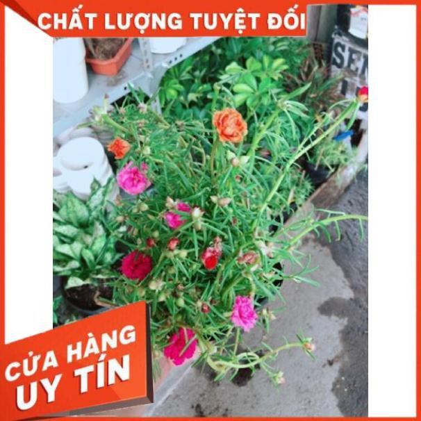 Chậu mười giờ giống khoẻ đẹp