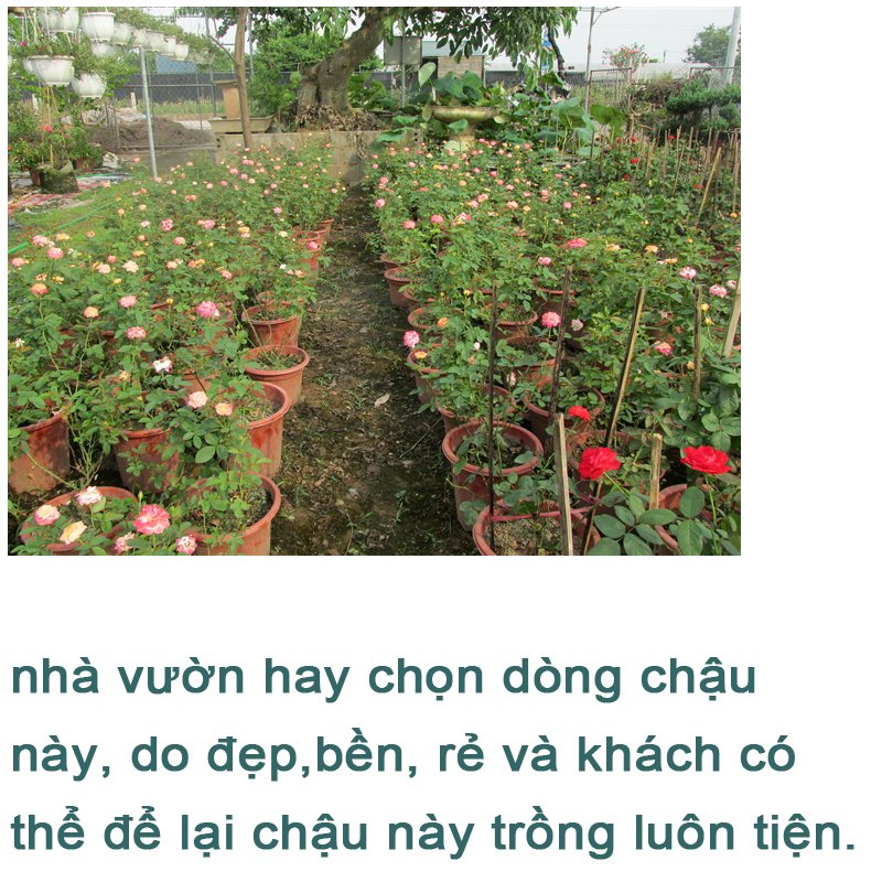 10 CHẬU nhựa trồng cây E320 chất lượng dáng cao giữ ẩm được lâu hơn đường kính 26.5x25cm-77496