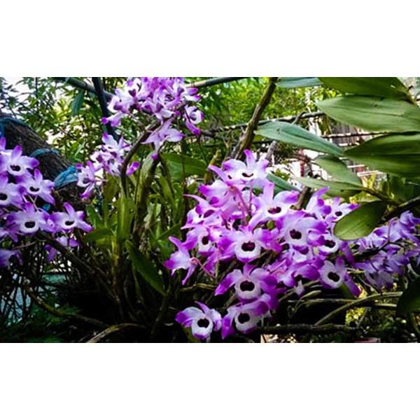1 BÓ HOA LAN HOÀNG THẢO ĐÙI GÀ GIỐNG, HOA TUYỆT ĐẸP, HOA NỞ TẾT