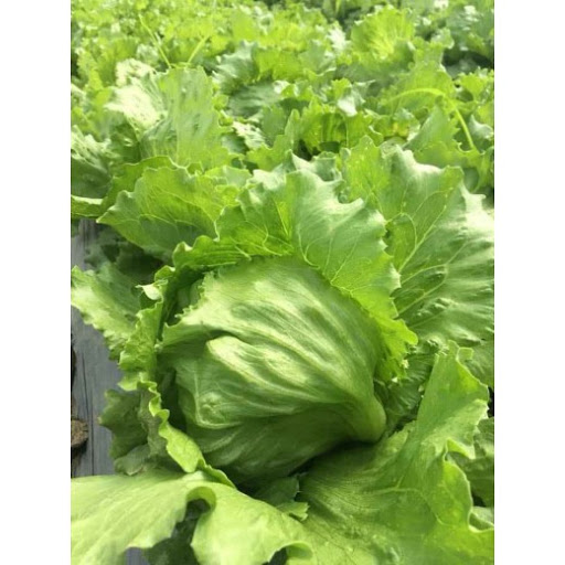 Hạt Giống Xà Lách Minetto Phú Nông
