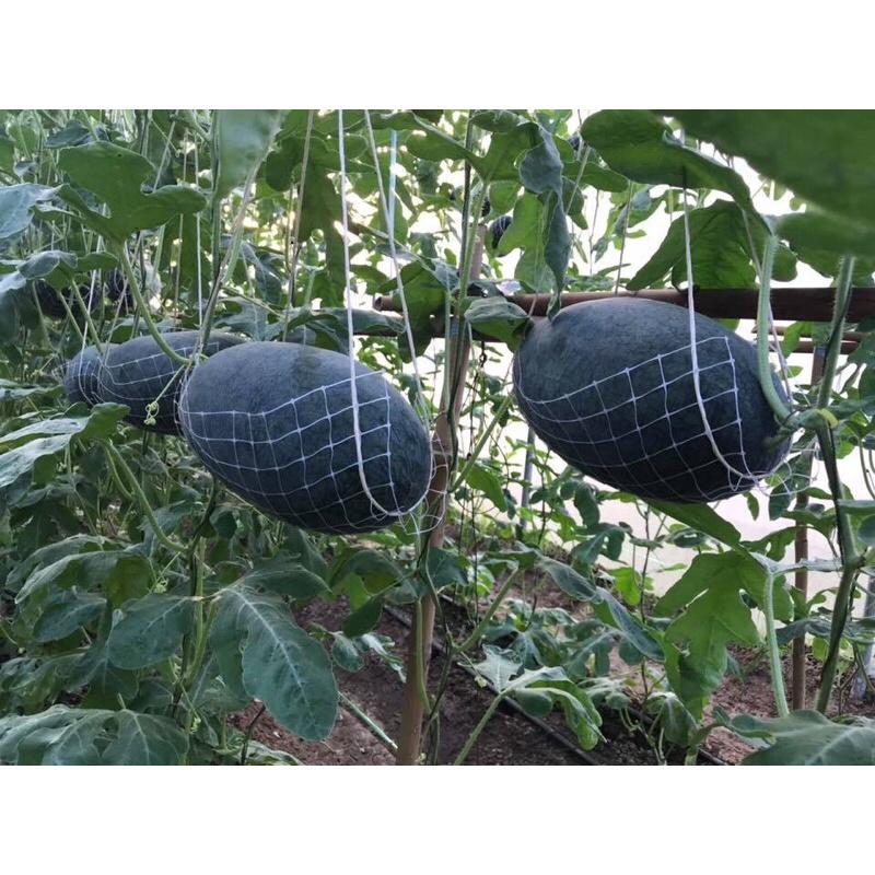 Hạt giống dưa hấu ruột cam Magochi f1