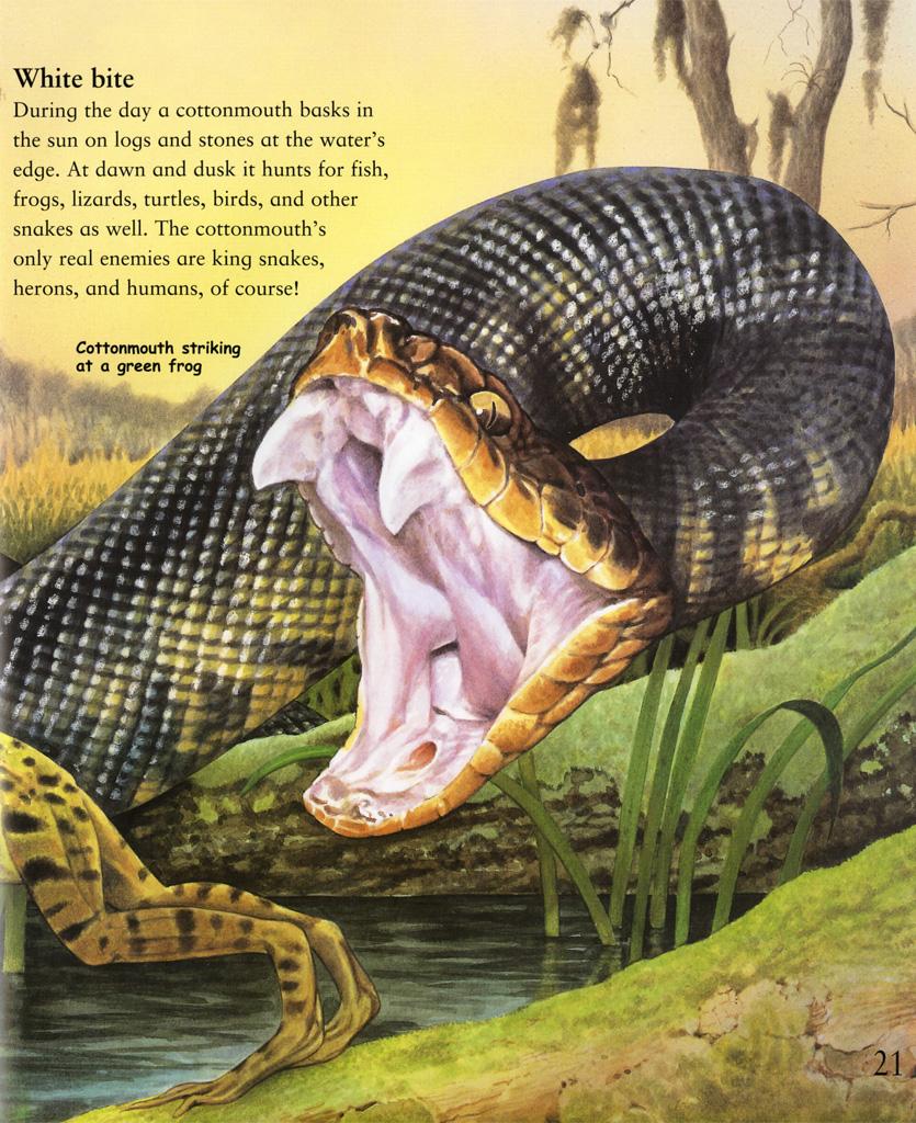 My Best Book Of Snakes