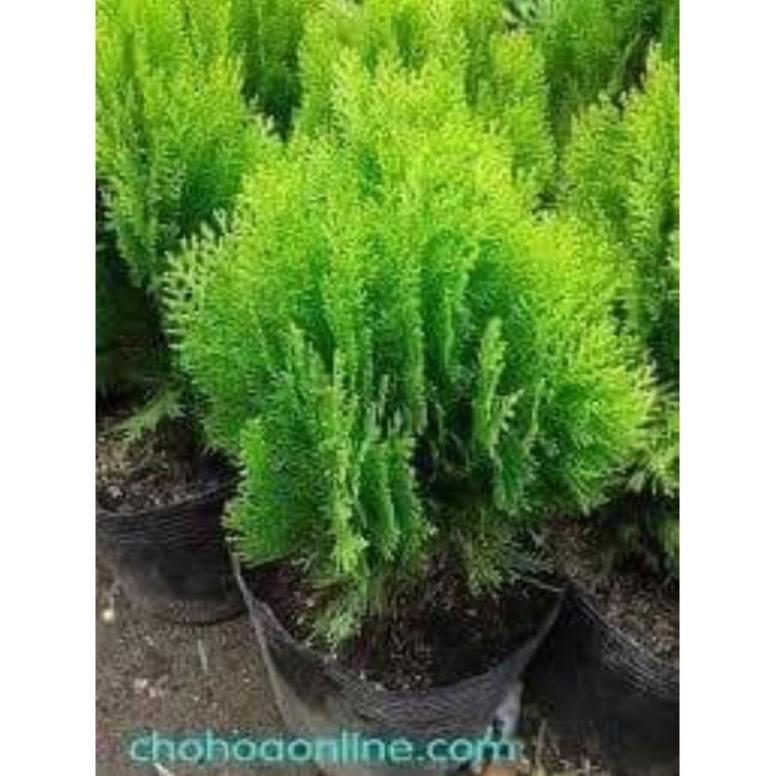 Sản phẩm TÙNG BÁCH DIỆP
