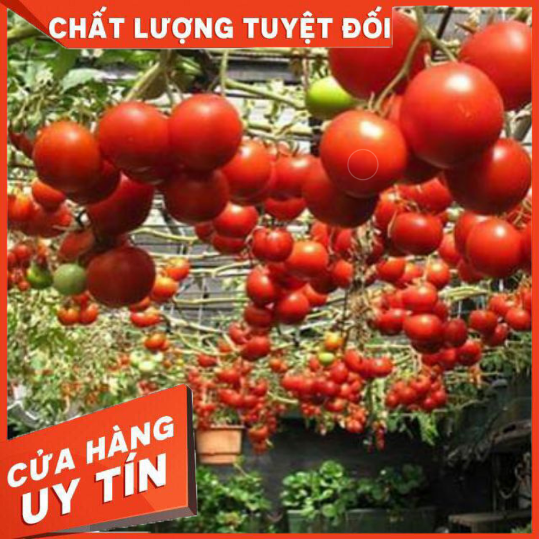 Cà Chua Bạch Tuộc ( Cà chua leo giàn) 10 hạt