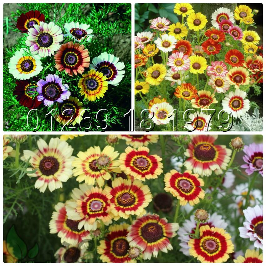 Hạt Giống Hoa Cúc Chi Nhiều Màu 50 hạt/gói