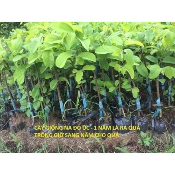 Sản phẩm CÂY NA ĐỎ CAO SẢN