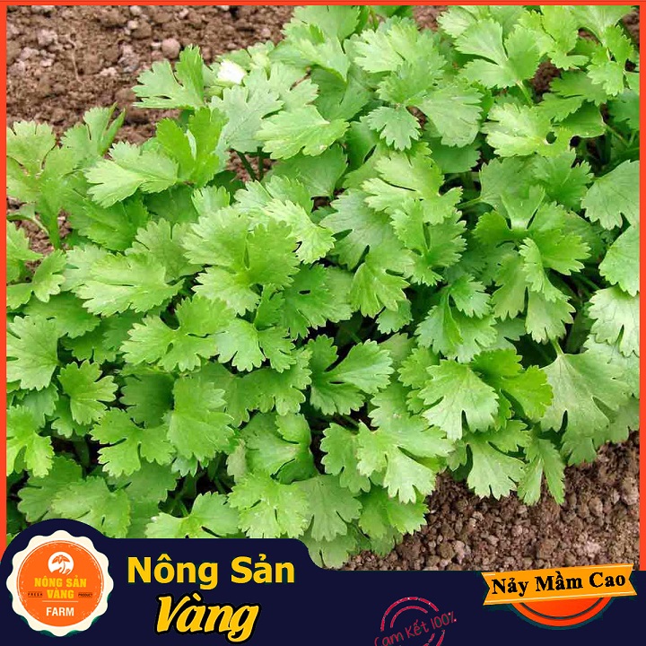 Hạt giống Rau Ngò Ta - Nông Sản Vàng
