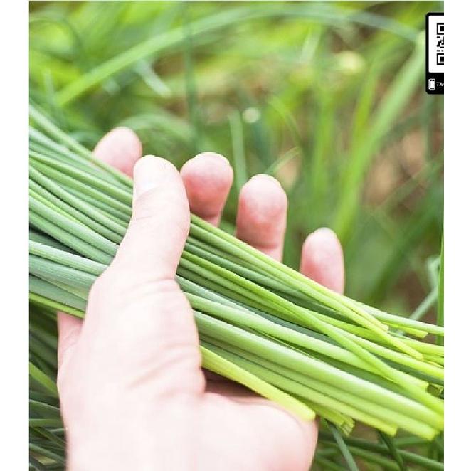 Hạt giống rau hẹ ăn bông cao sản KNS3236 - Gói 2gram